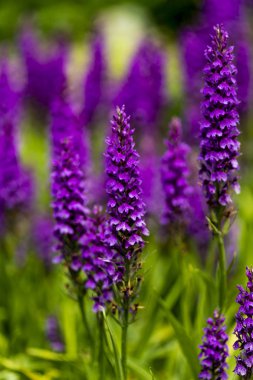 Moorland benekli orkide (Dactylorhiza maculata) alanında, görüntüleme