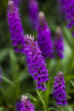 Portre alanında moorland benekli orkide (Dactylorhiza maculata)