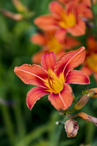 Detail Der Orangen Taglilie Hemerocallis Fulva — Stockfoto