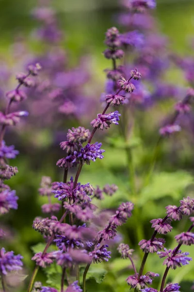 Zusammenstellung Der Salvia Blüten Auf Dem Feld — Stockfoto