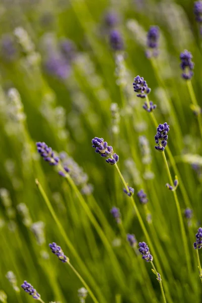 Detalle Del Campo Lavanda Lavandula Angustifolia —  Fotos de Stock