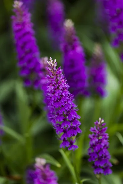 Primer Plano Orquídea Moorland Manchada Dactylorhiza Maculata Campo —  Fotos de Stock