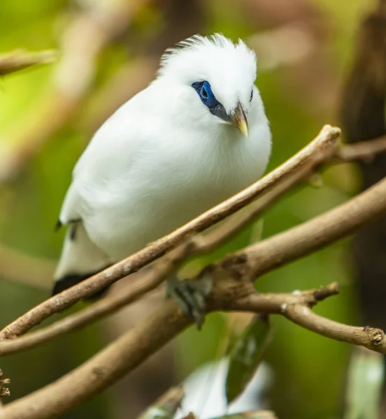 Μπαλί Bird Myna Leucopsar Rothschildi Πάνω Στο Δέντρο — Φωτογραφία Αρχείου