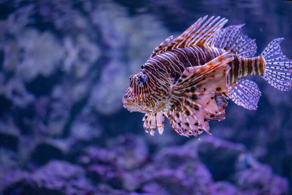 View at single lionfish in the water