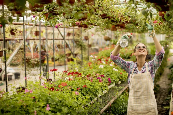 Hübsche Junge Frau Arbeitet Mit Frühlingsblumen Gewächshaus — Stockfoto