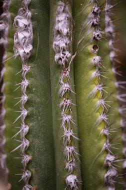 Kaktüs Pilocereus leucocephalus detay
