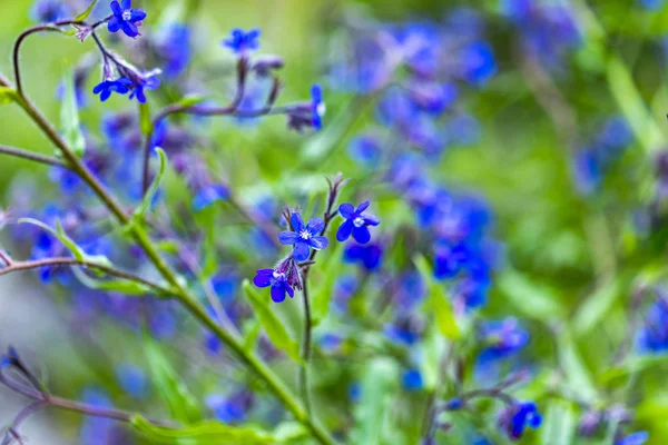 Italské Pilát Anchusa Azurea Květiny Zahradě — Stock fotografie