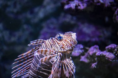 Su tek lionfish, görüntüleme