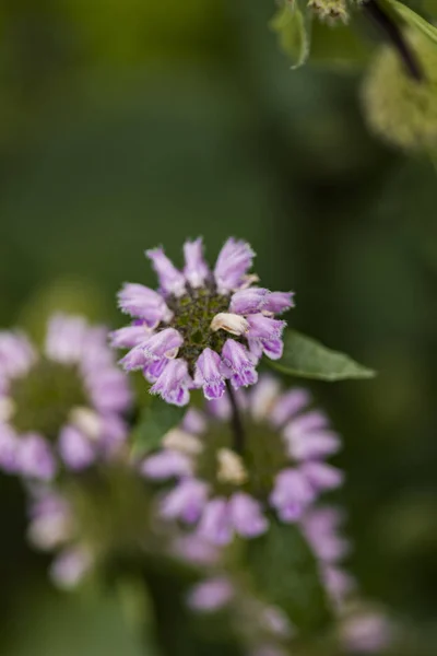 Närbild Jerusalem Salvia Phlomis Tuberosa Blommor Fältet — Stockfoto