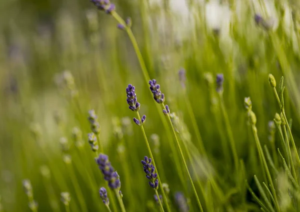 Detalle Del Campo Lavanda Lavandula Angustifolia —  Fotos de Stock