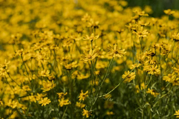 View Woolly Sunflowers Eriophyllum Lanatum Field — Stock Photo, Image