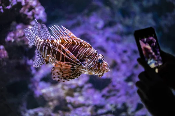 Bezoeker Nemen Foto Van Lionfish Met Mobiele Telefoon Het Aquarium — Stockfoto