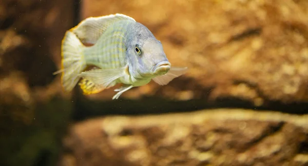 Peixes Ciclídeos Fossorochromis Rostratus Água — Fotografia de Stock