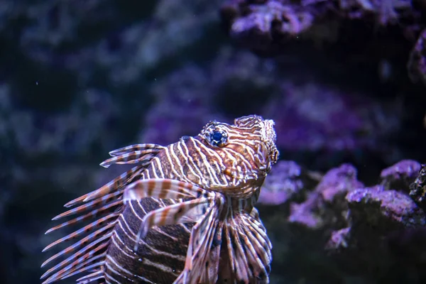 Vista Singolo Pesce Leone Acqua — Foto Stock