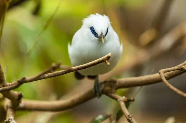 Μπαλί Bird Myna Leucopsar Rothschildi Πάνω Στο Δέντρο — Φωτογραφία Αρχείου