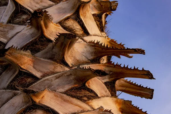 Detalle Cerca Palmera Nder Cielo Azul Verano —  Fotos de Stock