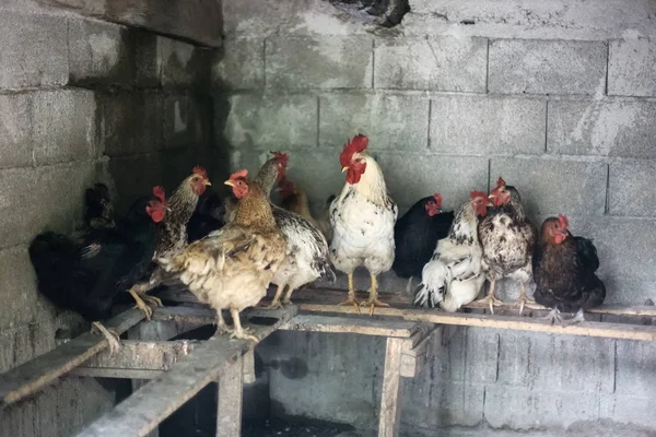 Geleneksel çiftlikte kümes hayvanları, görüntüleme