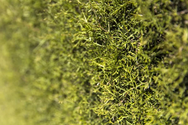 Detaliile Aproape Ale Fundalului Verde Natural — Fotografie, imagine de stoc