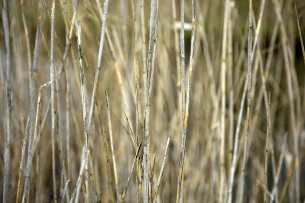 Nahaufnahme Der Strohhalme Teich — Stockfoto