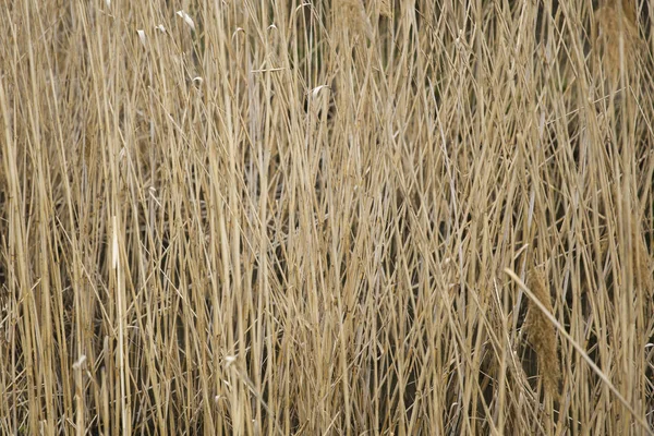 Havuz Payet Closeup — Stok fotoğraf