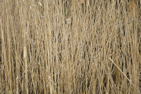 Gros Plan Des Pailles Près Étang — Photo