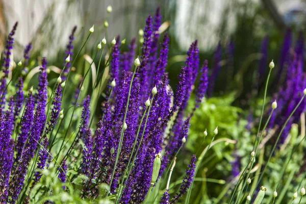 Primer Plano Lavanda Campo —  Fotos de Stock