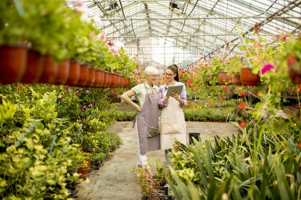 Dua Perempuan Floris Modern Senior Dan Muda Memilih Bunga Sambil — Stok Foto