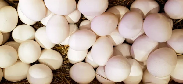 Csoport Fehér Csirke Tojások Gazdaságban — Stock Fotó