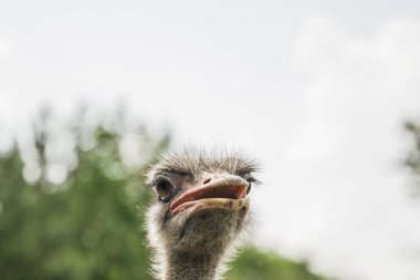 Bir devekuşu Başkanı closeup