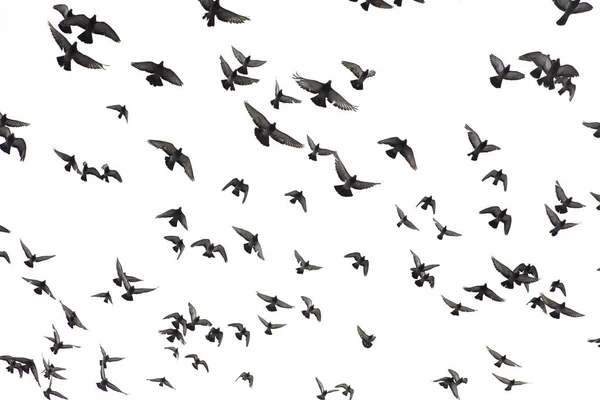 Flock Pigeons Flying White Sky — Stock Photo, Image