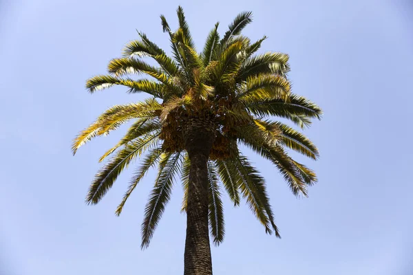 Mavi Gökyüzünün Altındaki Palmiye Ağacına Bak — Stok fotoğraf