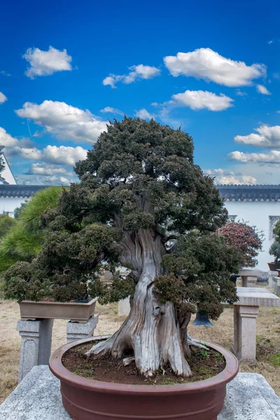 Zobacz Penjing Drzewa Ogrodzie Pokornego Zarządcy Suzhou — Zdjęcie stockowe