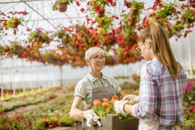 Birlikte güneşli gün çiçek bahçesinde çalışan üst düzey ve genç kadın portresi