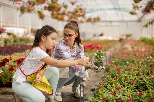 两个年轻的花店喜欢在温室工作 — 图库照片