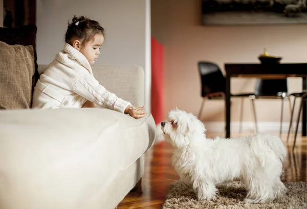 Menina Brincando Com Cão Branco Quarto Casa — Fotografia de Stock
