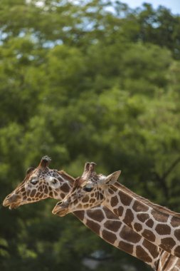 Doğada zürafa çift portre