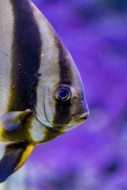Su orbicular batfish (Platax orbicularis)