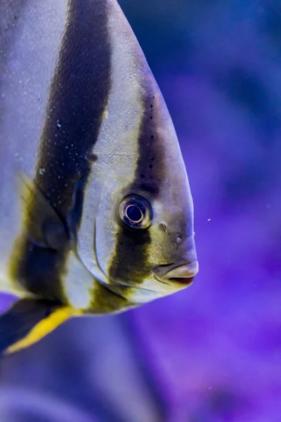 Pesce Gatto Orbicolare Platax Orbicularis Acqua — Foto Stock