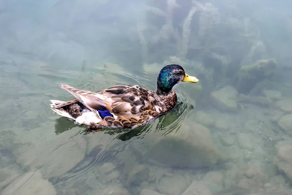 Pato Água Lago Bled Eslovénia — Fotografia de Stock