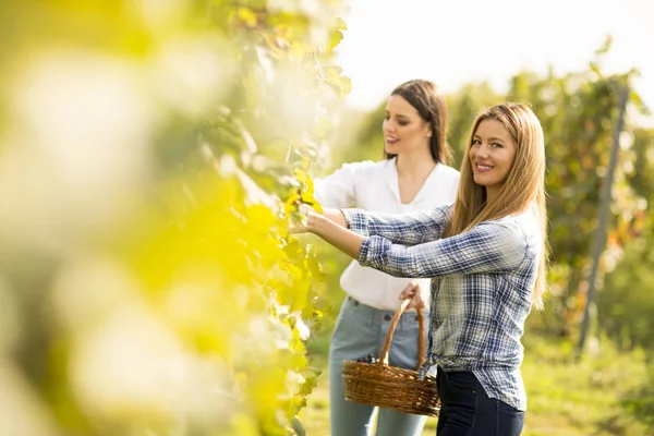 Twee Jonge Vrouwen Met Mandje Druiven Plukken Wijngaard — Stockfoto