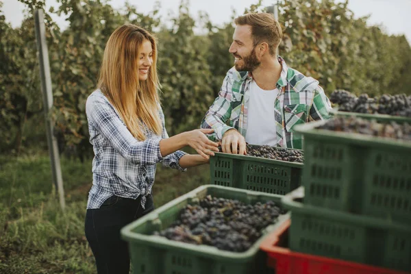 年轻夫妇在葡萄园里满是葡萄的收获箱 — 图库照片
