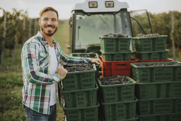 Young Man Harvesting Red Grapes Vineyard — Stock Photo, Image