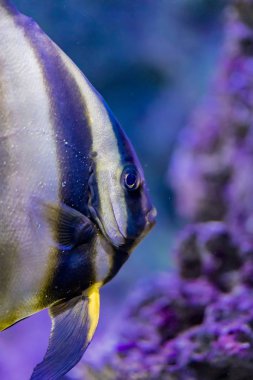 Su orbicular batfish (Platax orbicularis)