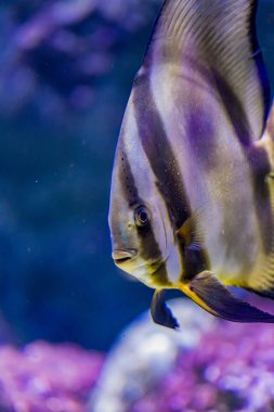 Su orbicular batfish (Platax orbicularis)