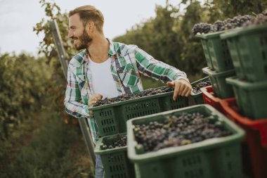 Genç adam bağ içinde kırmızı üzüm hasat