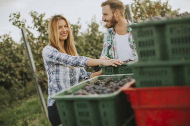 Üzüm üzüm bağı içinde tam bir hasat kutuları ile genç çift