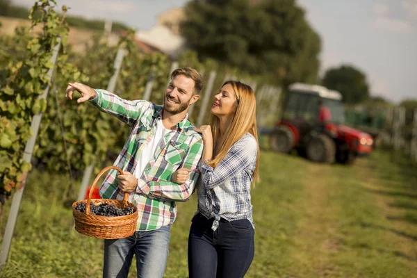 查看在年轻农民收割在葡萄园里的葡萄 — 图库照片