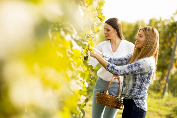 Dwie Młode Kobiety Koszem Zbieranie Winogron Winnicy — Zdjęcie stockowe
