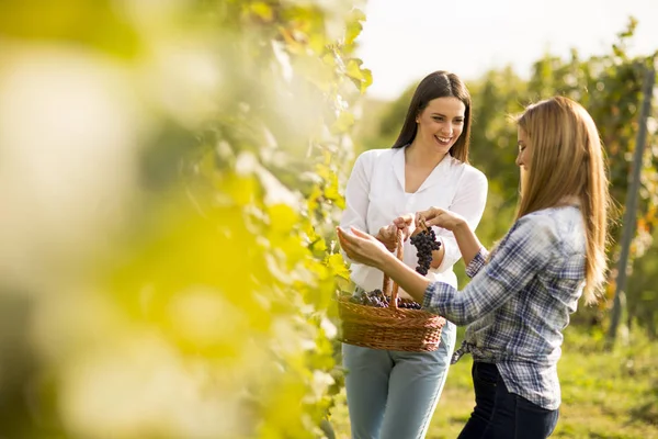 Two young women with basket picking grapes in the vineyard