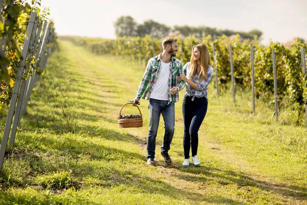 Vista Sui Giovani Agricoltori Che Raccolgono Uva Vigneto — Foto Stock